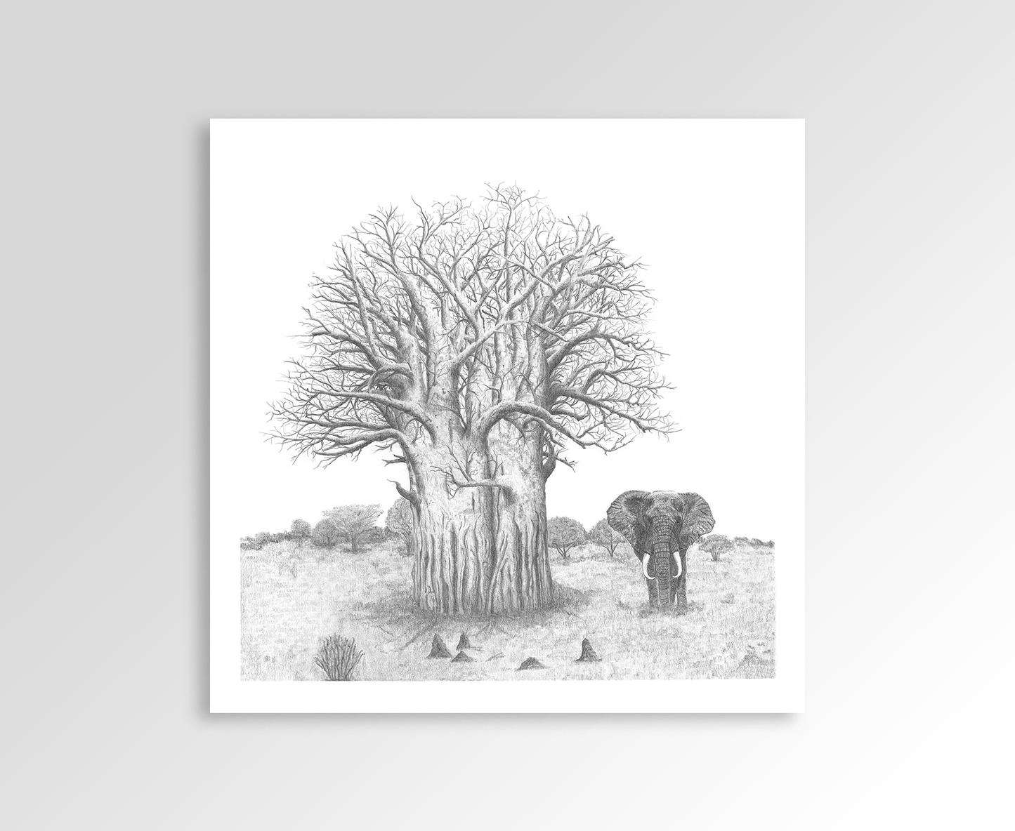 Baobab Tree with Elephant Sketch