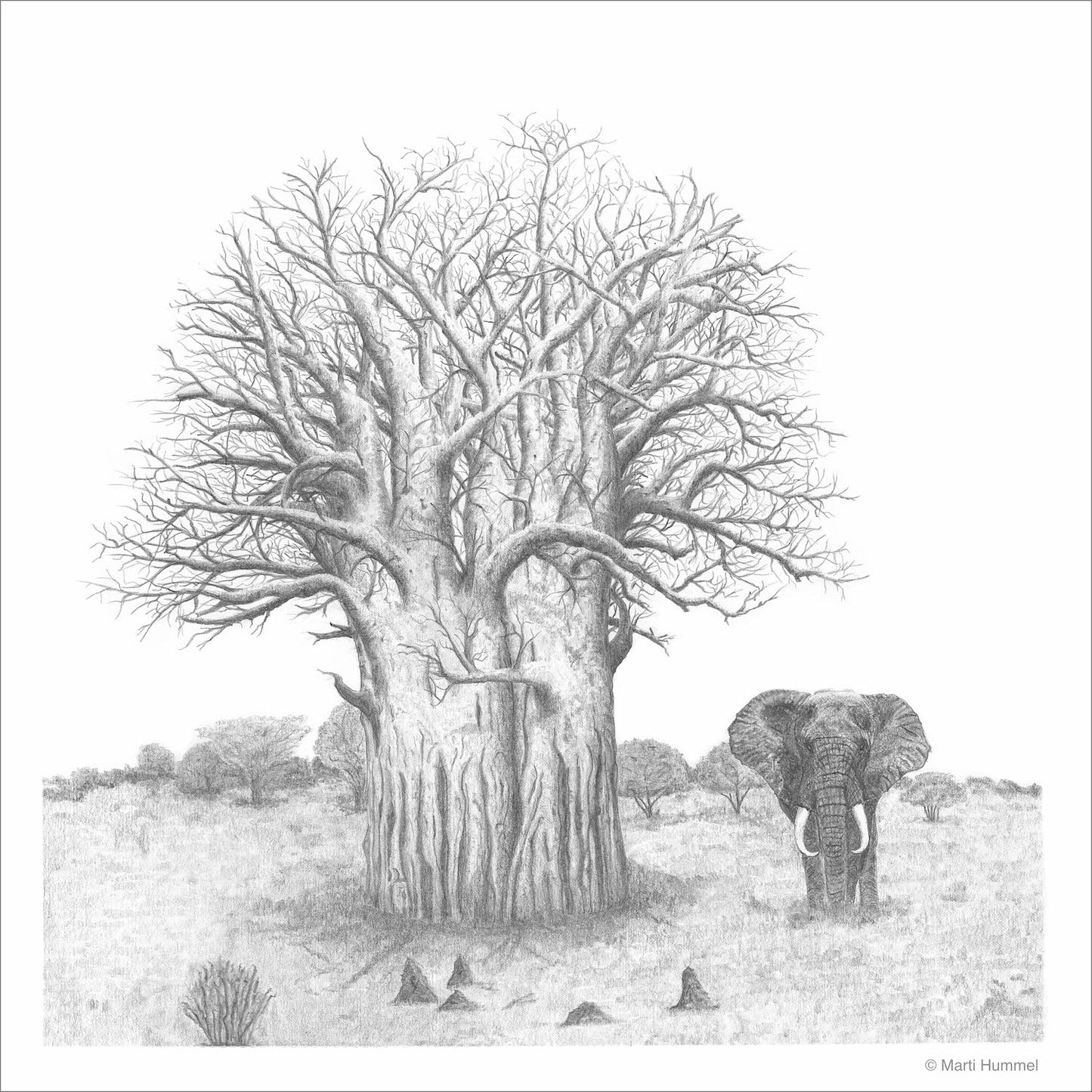 Baobab Tree with Elephant Sketch