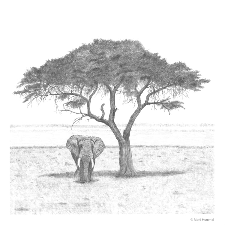 Akacia Tree with Elephant Sketch