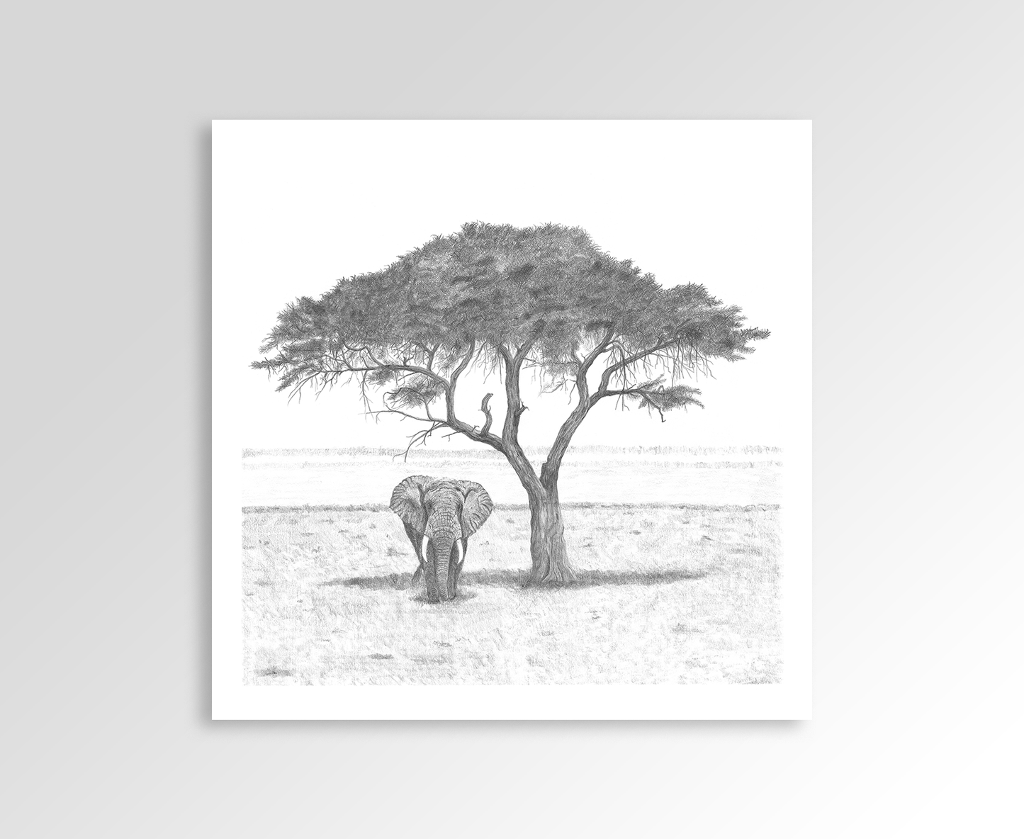 Akacia Tree with Elephant Sketch